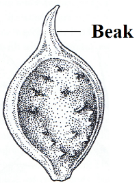 Beak